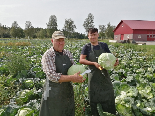 Anders och Arvid Östlund mitt i kålskörden på Källsprångs gård